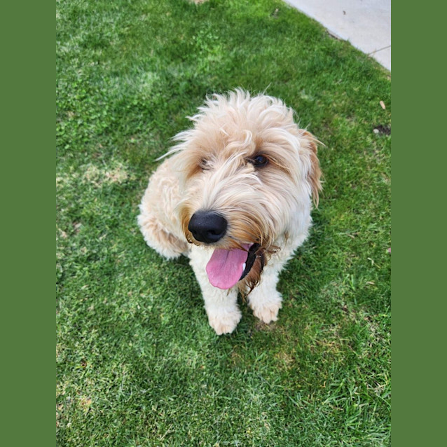 Photo of Gus 