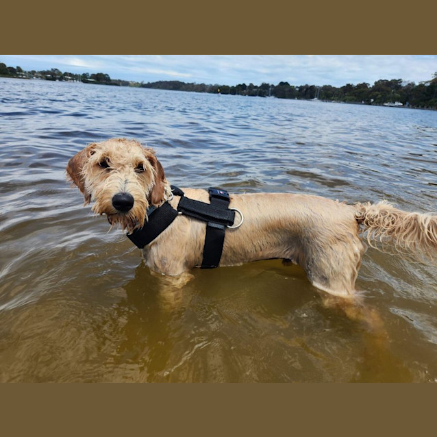 Photo of Gus 