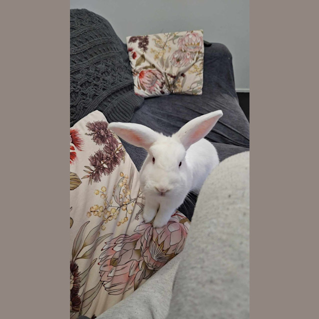 Photo of Thumper And Peaches