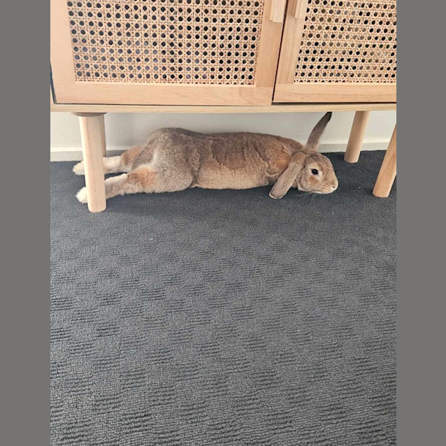 Photo of Thumper And Peaches