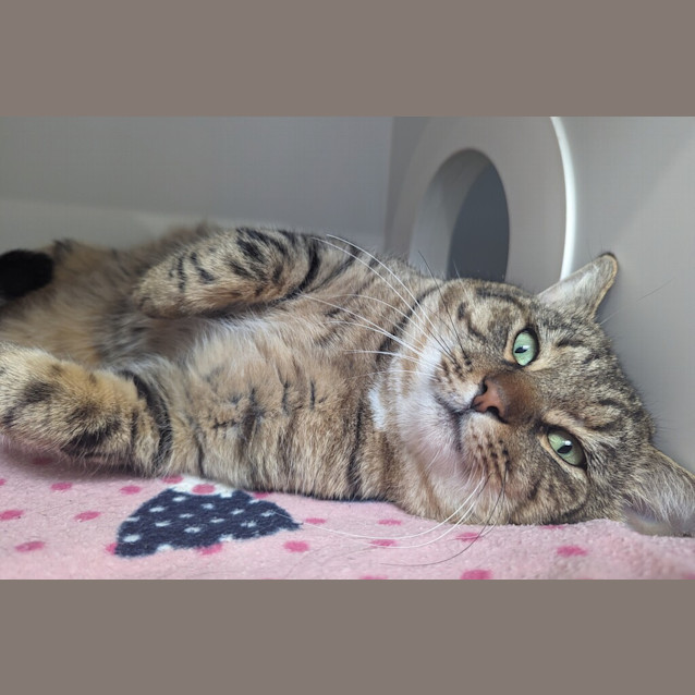 Photo of Otis