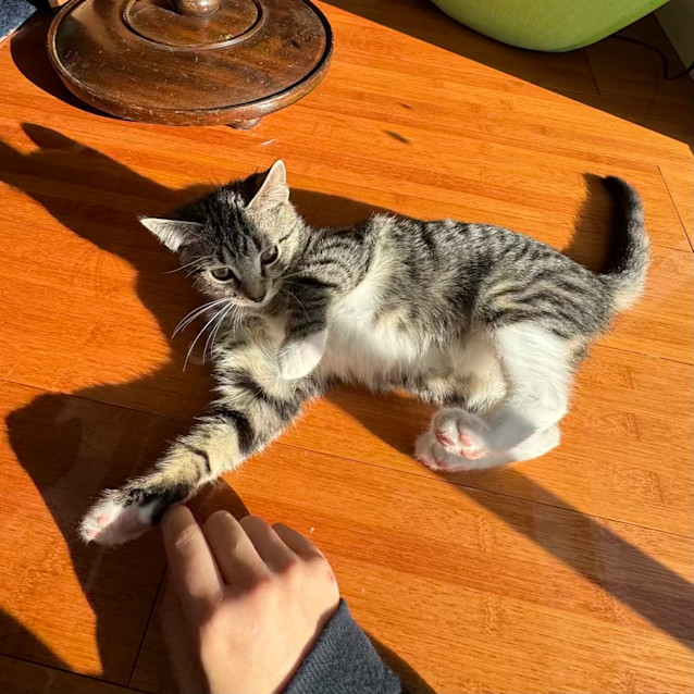 Photo of Alara **2nd Chance Cat Rescue**