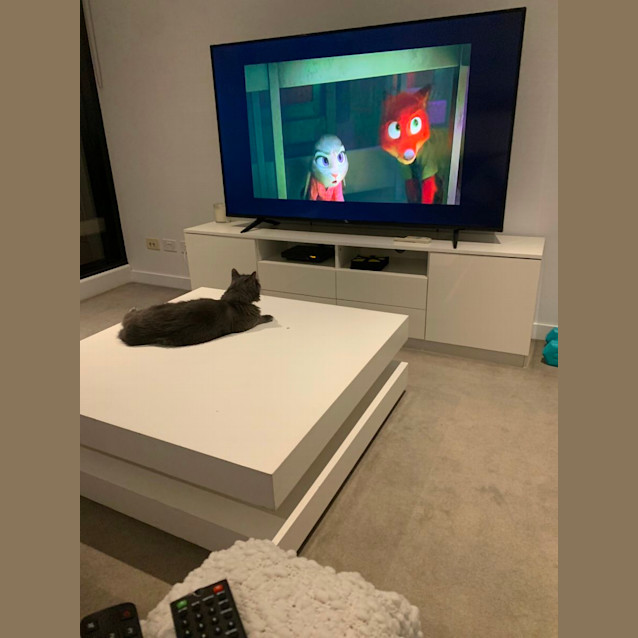 Photo of Ellie (Assisted Rehome) 