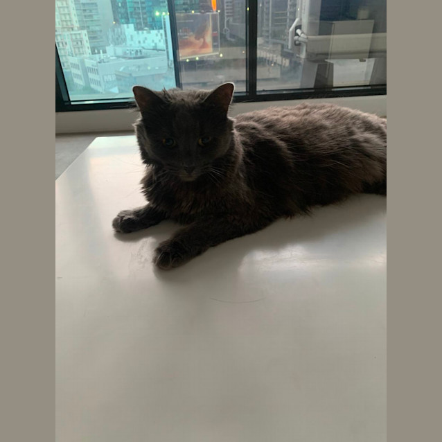 Photo of Ellie (Assisted Rehome) 