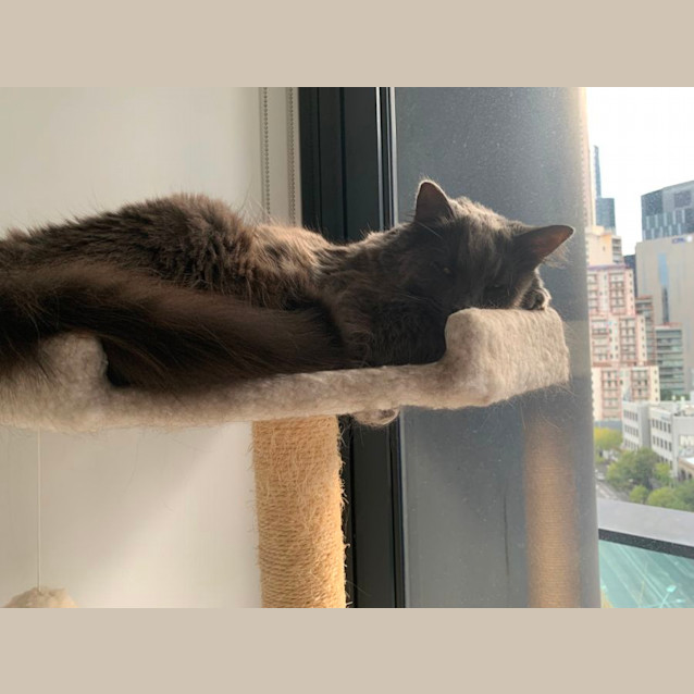 Photo of Ellie (Assisted Rehome) 