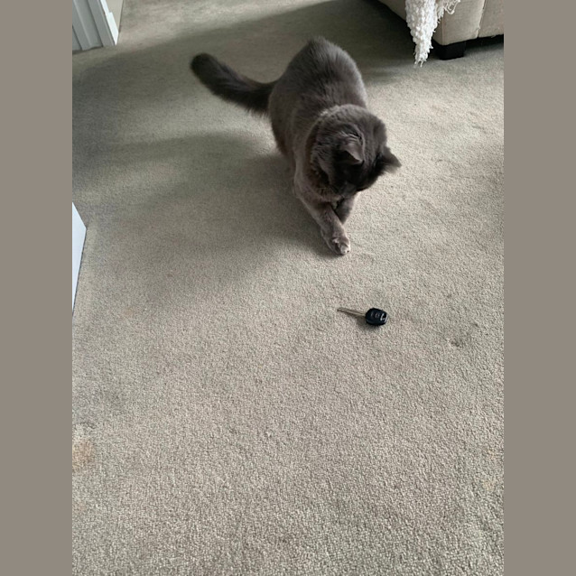 Photo of Ellie (Assisted Rehome) 