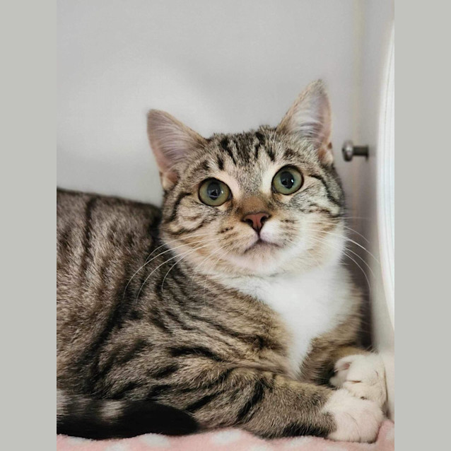 Photo of 🥙 Lentil 5107 🥙