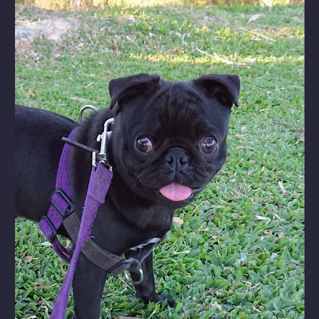 Photo of Puddy