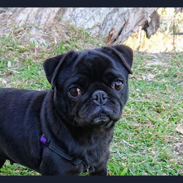 Photo of Lulu
