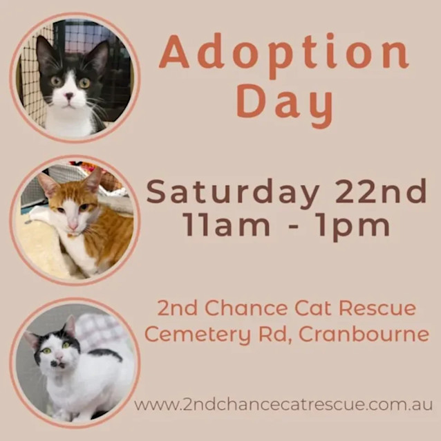 Photo of Piper **2nd Chance Cat Rescue**