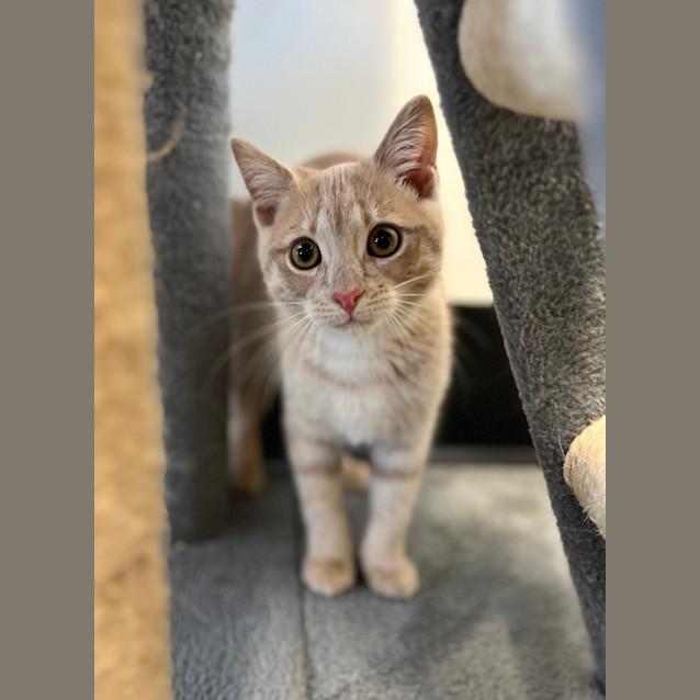Photo of Peach