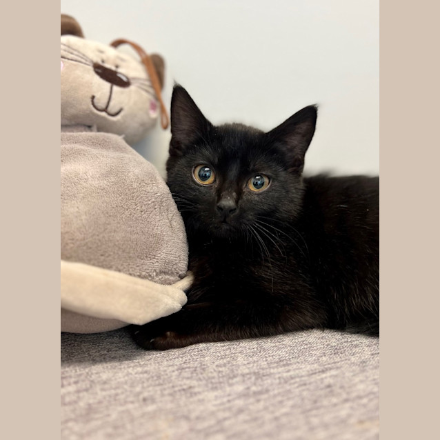 Photo of Lupin