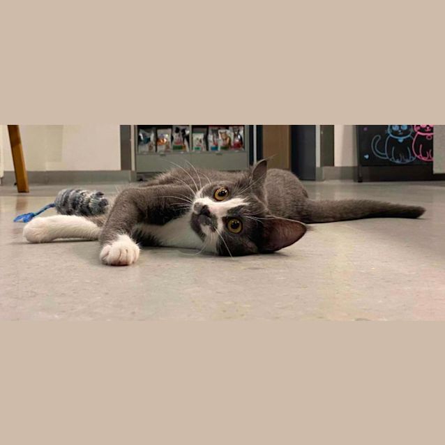 Photo of Keats   Meet Me At Vets On Parker Templestowe