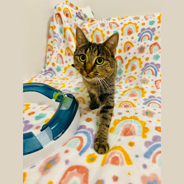 Photo of Emery   Located In Doreen