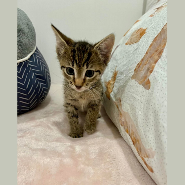 Photo of Miles   Located In Doreen