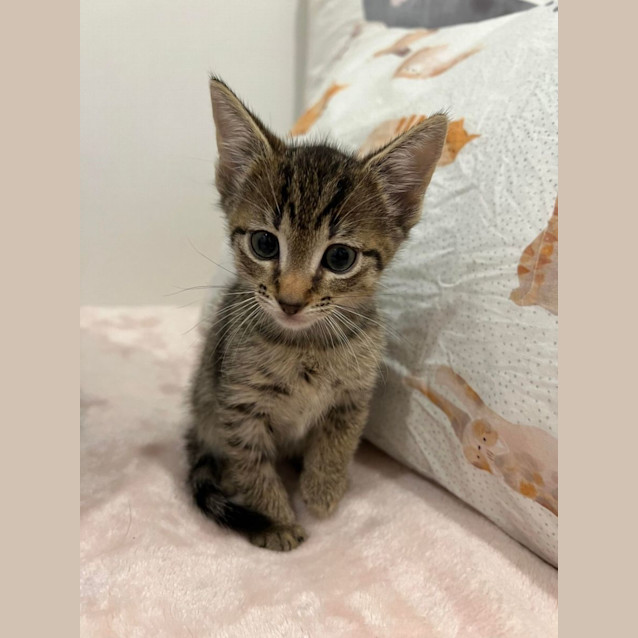 Photo of Miles   Located In Doreen