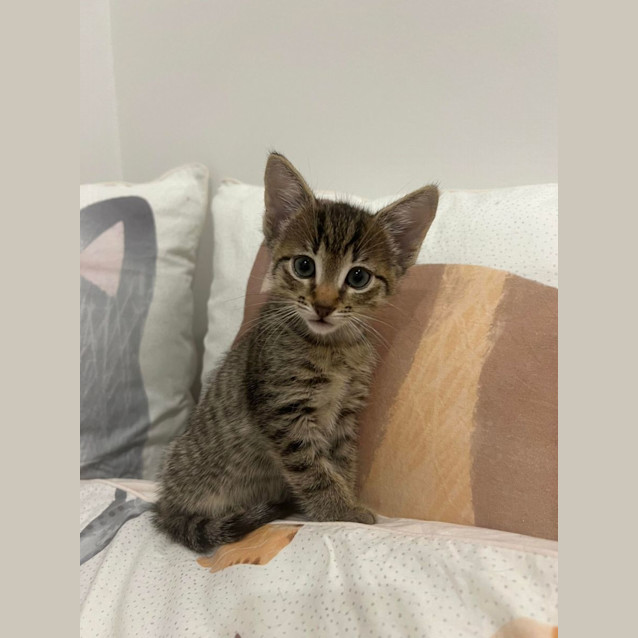 Photo of Miles   Located In Doreen