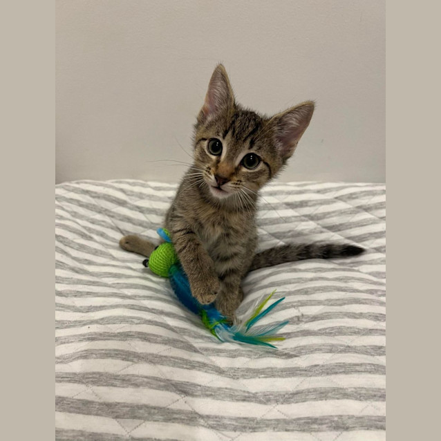 Photo of Miles   Located In Doreen