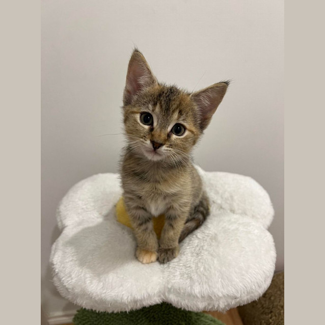 Photo of Millie   Located In Doreen