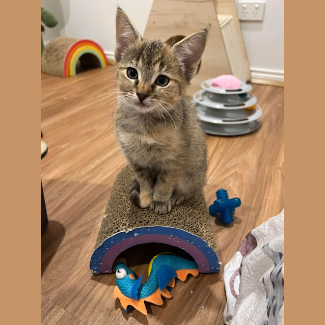 Photo of Millie   Located In Doreen