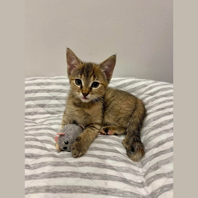 Photo of Millie   Located In Doreen