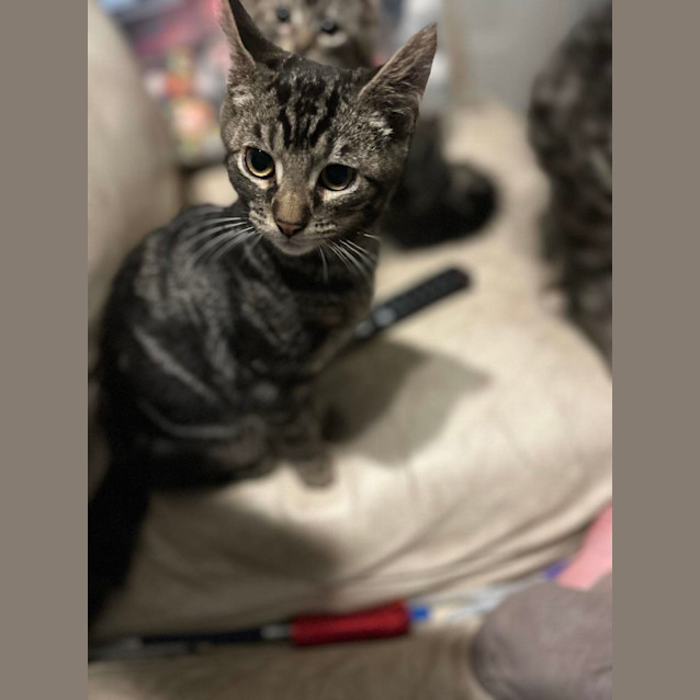 Photo of Henry   Located In Surrey Hills