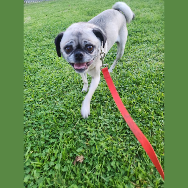 Photo of Koda