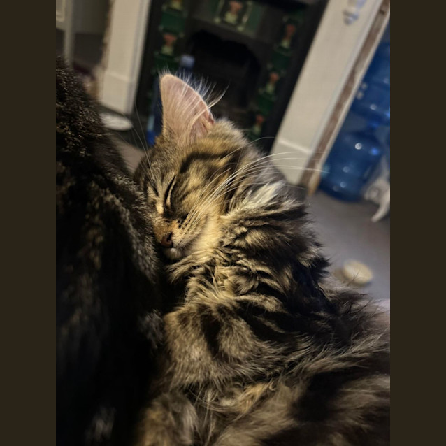 Photo of Lucy   Located In Surrey Hills