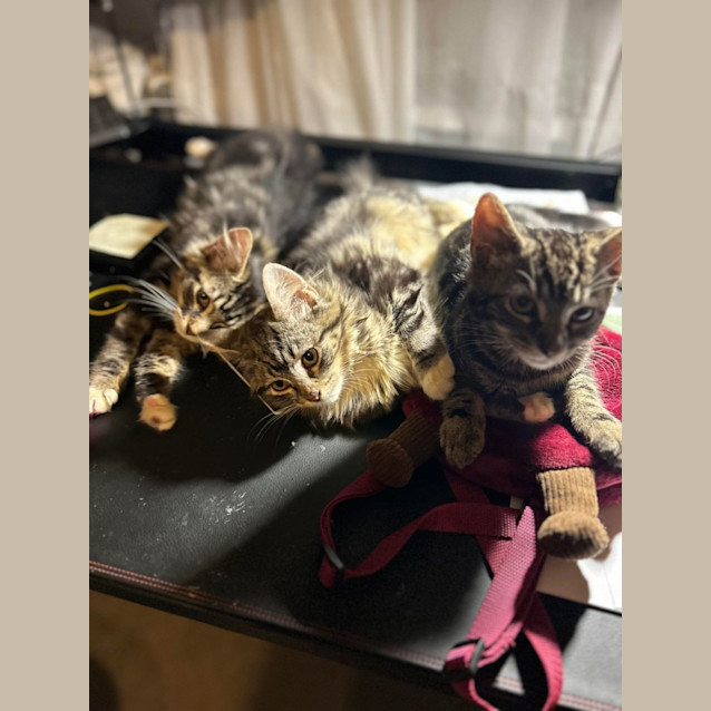 Photo of Lucy   Located In Surrey Hills