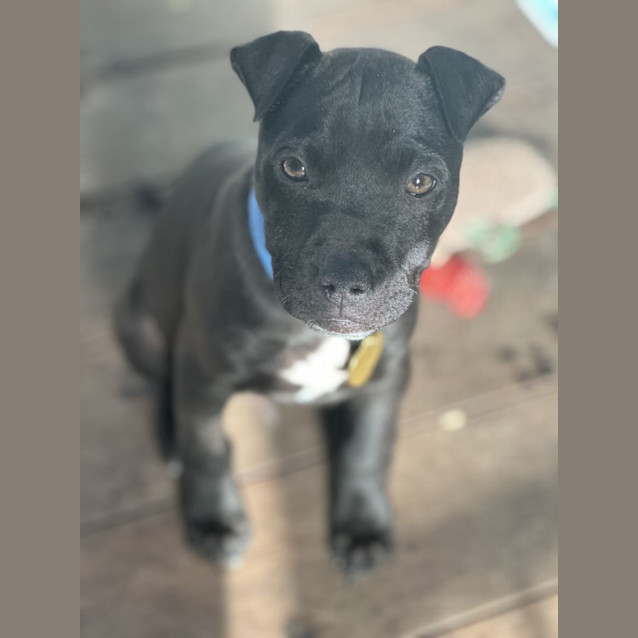 Photo of Bibbly
