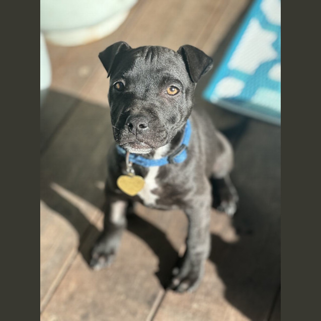 Photo of Bibbly