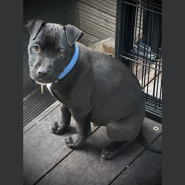 Photo of Bibbly