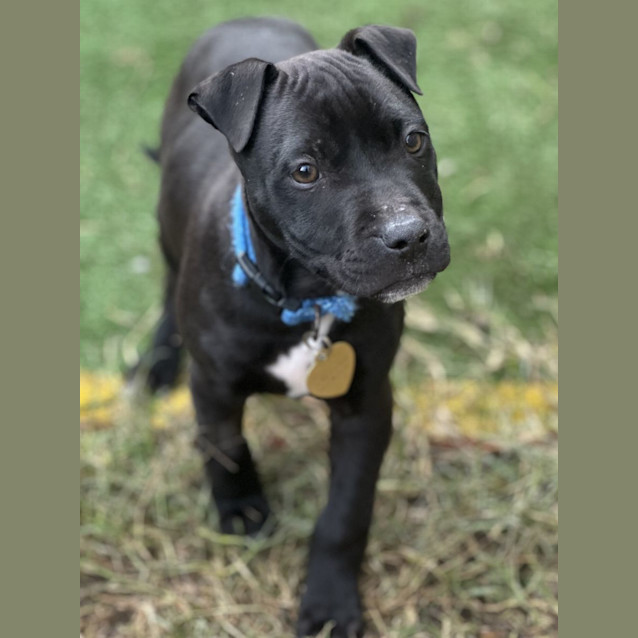 Photo of Bibbly