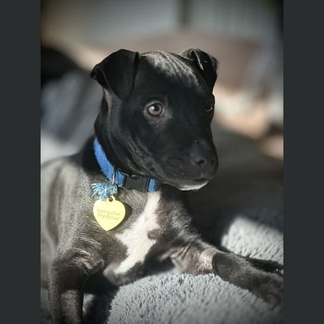 Photo of Bibbly