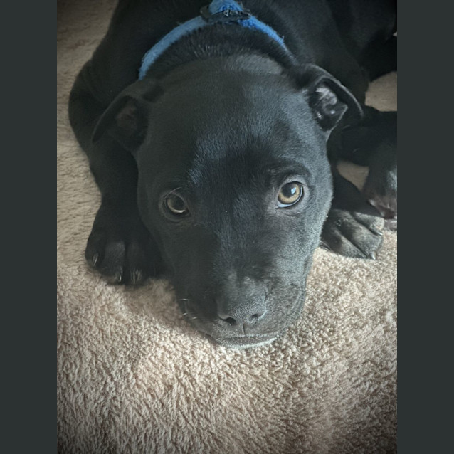 Photo of Bibbly