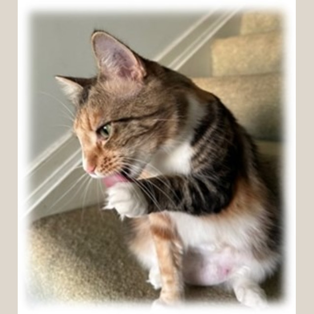Photo of Cinnamon