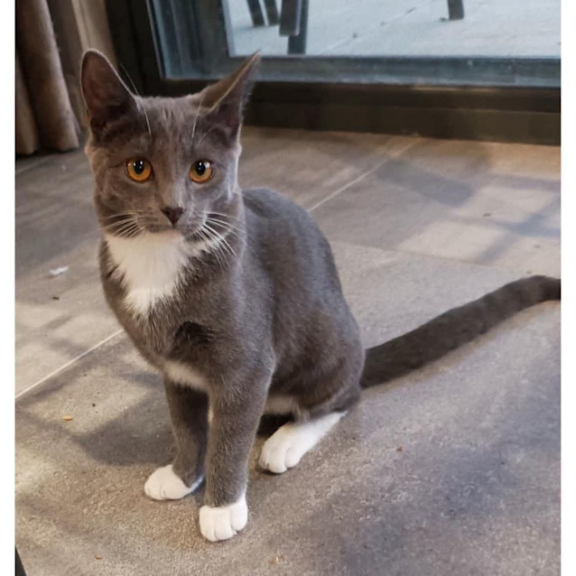 Photo of 10233   Goose