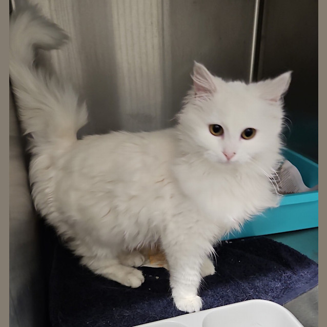 Photo of Diamond 
