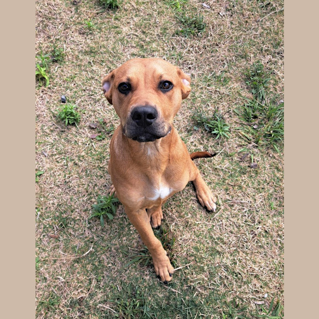 Photo of Banjo (6544)