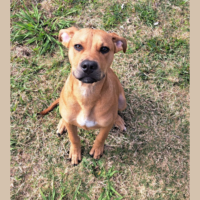 Photo of Banjo (6544)