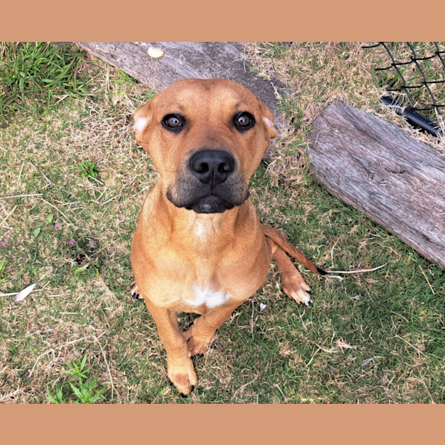 Photo of Banjo (6544)