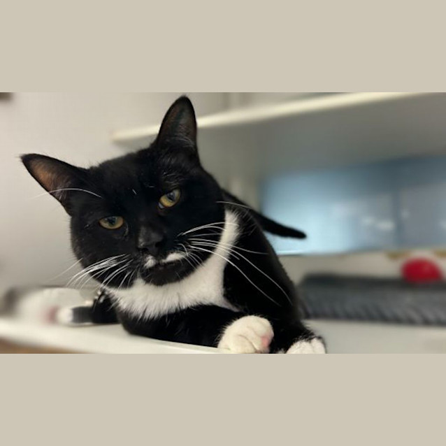 Photo of Hercule Poirot