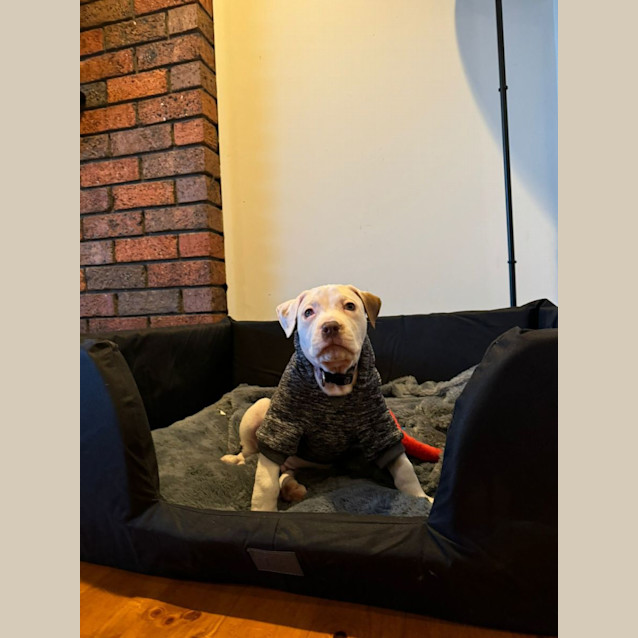 Photo of Murphy