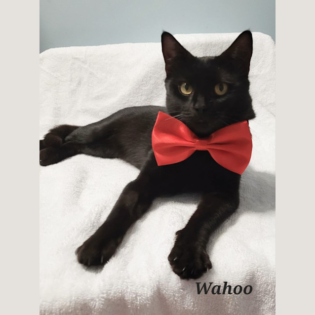 Photo of Wahoo