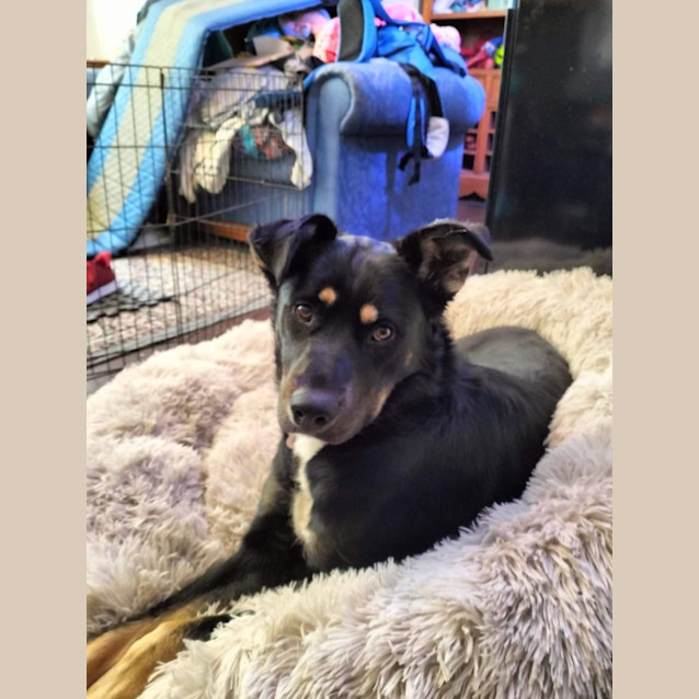 Photo of Shadow