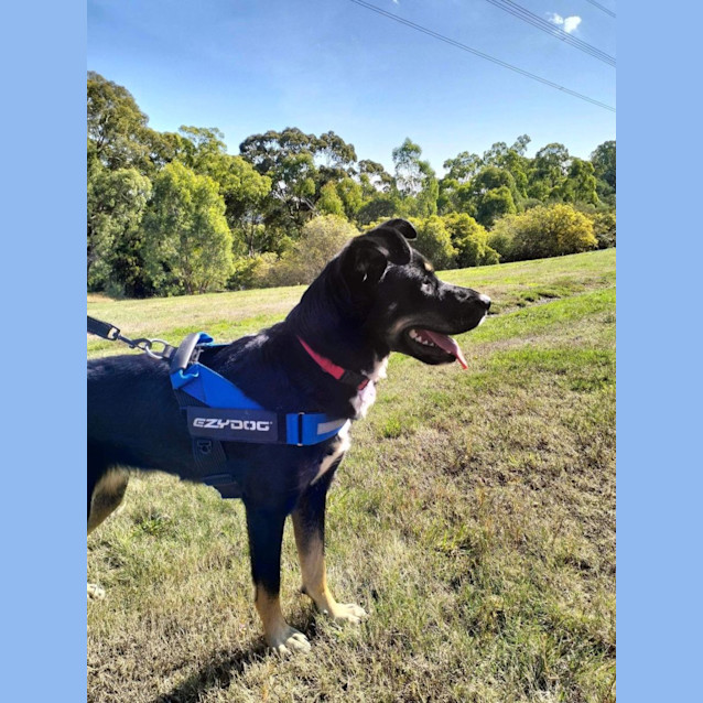 Photo of Shadow