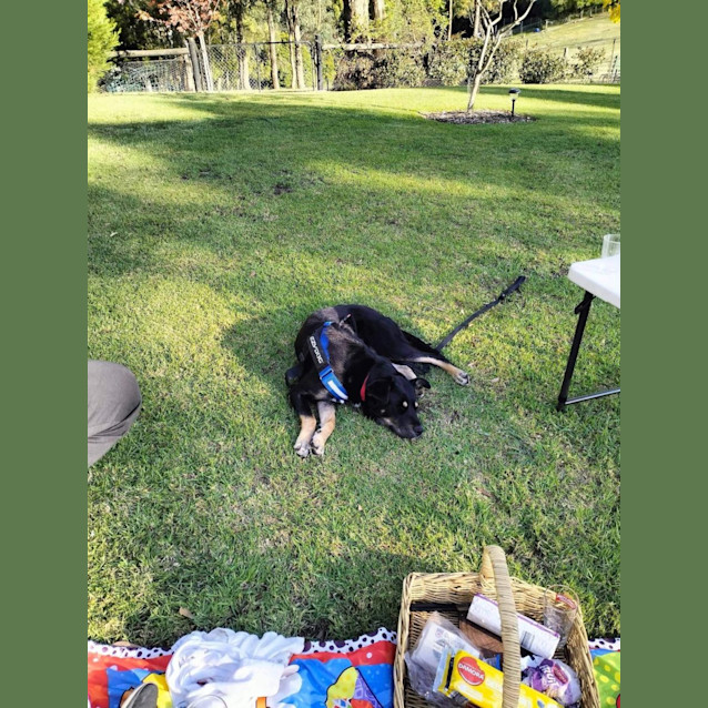 Photo of Shadow