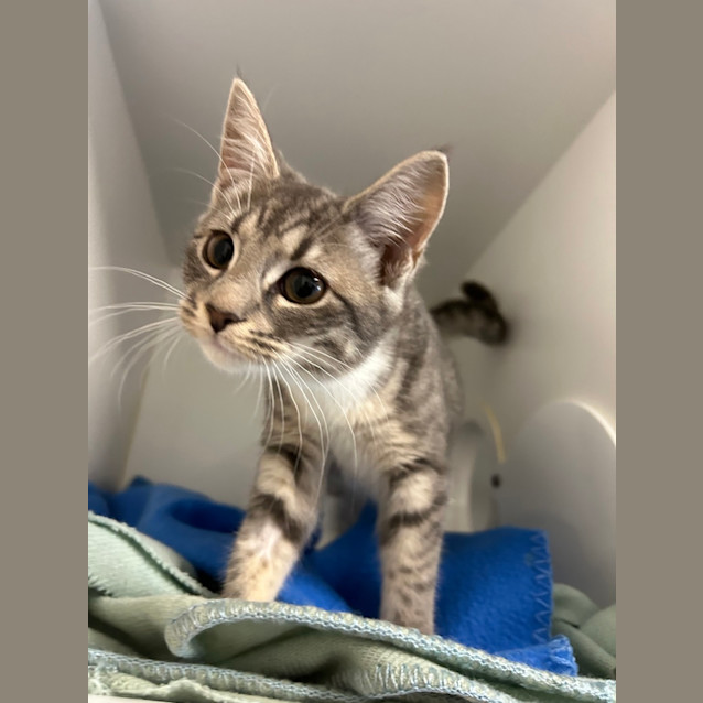 Photo of Penny