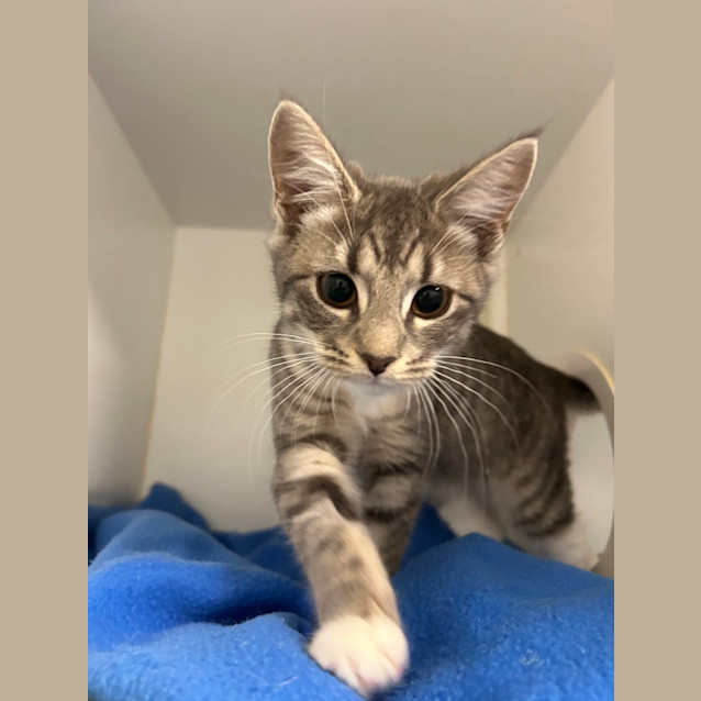 Photo of Penny