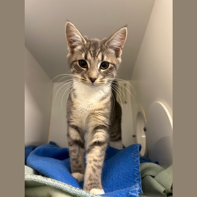 Photo of Penny